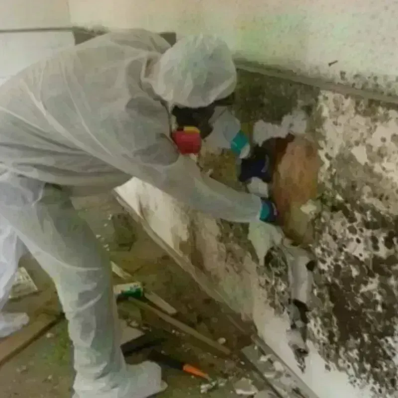 Mold Remediation and Removal in Dollar Bay, MI